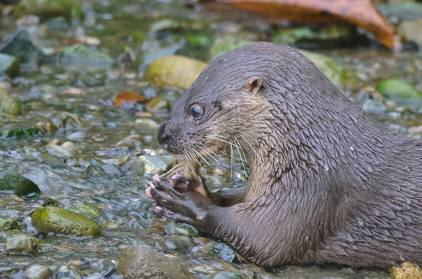 Fishing Otters & Angry Tamanduas : Ben Neuss Wildlife Photography Blog